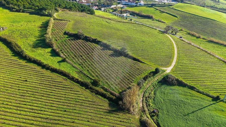 Terreno para Venda em Carvoeira e Carmões