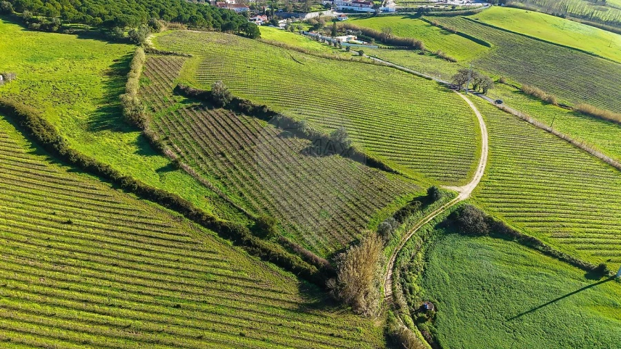 Terreno para Venda em Carvoeira e Carmões
