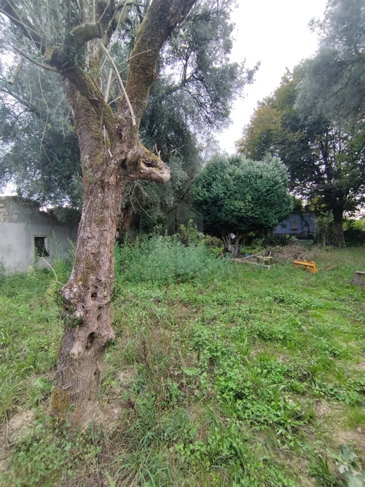 Quinta T4 para Venda em Palmeira Foto 4