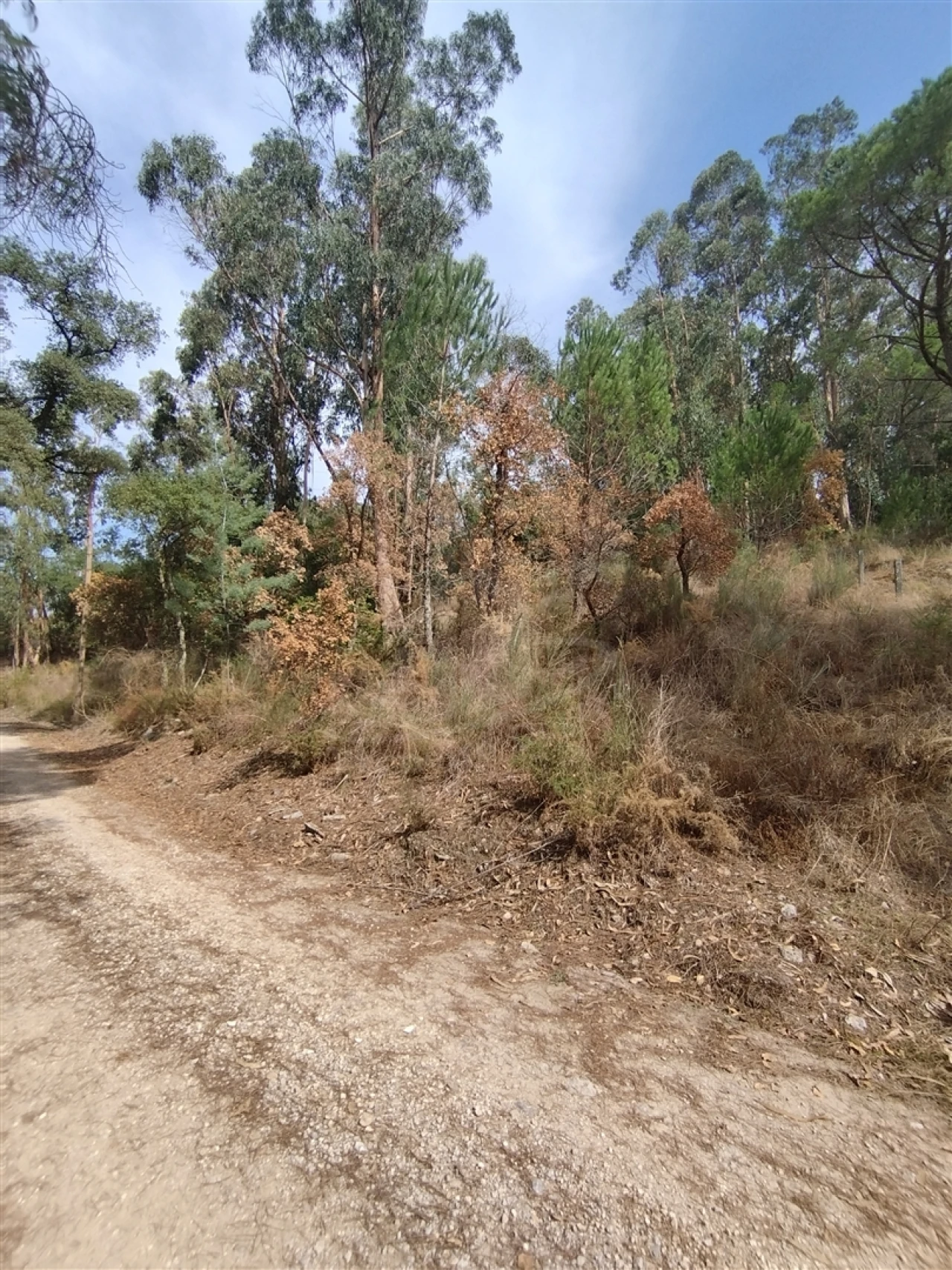 Terreno para Venda em Crespos e Pousada Foto 3
