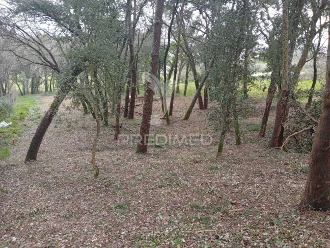 Terreno para Venda em Arrimal e Mendiga Foto 9