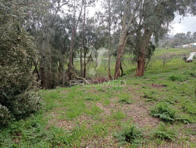 Terreno para Venda em Arrimal e Mendiga Foto 7