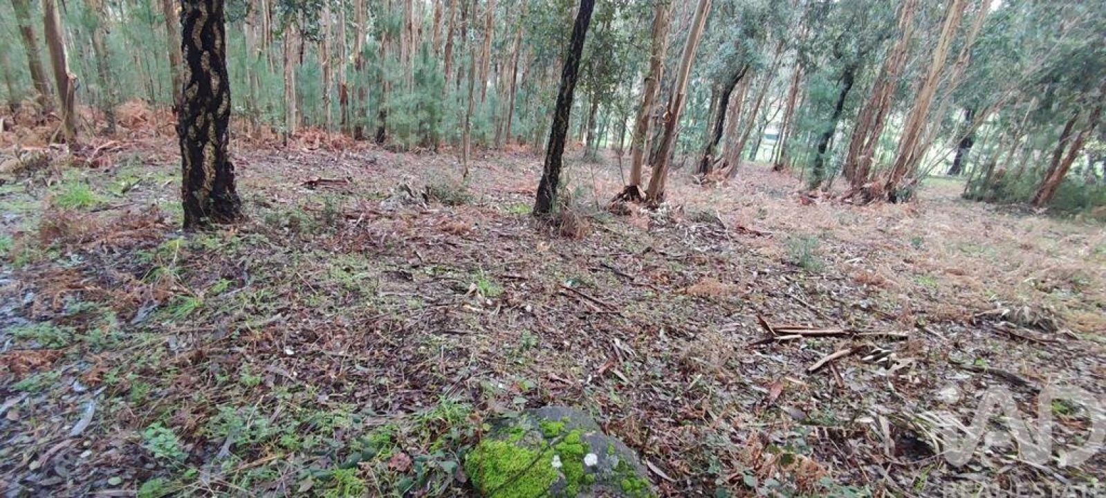 Terreno para Venda em Bela Foto 4