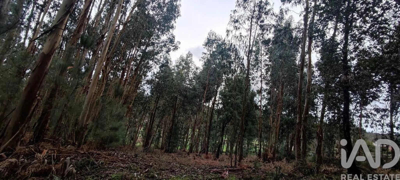 Terreno para Venda em Bela Foto 7