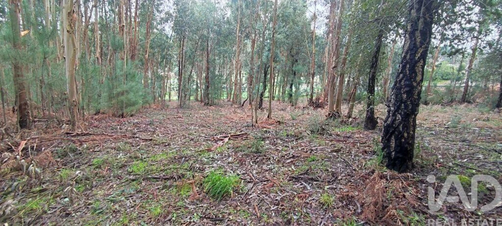 Terreno para Venda em Bela Foto 5