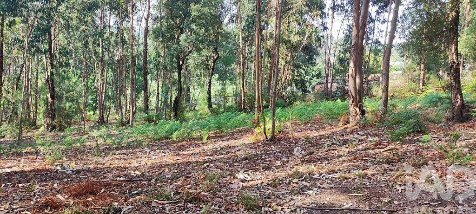 Terreno para Venda em Bela Foto 13