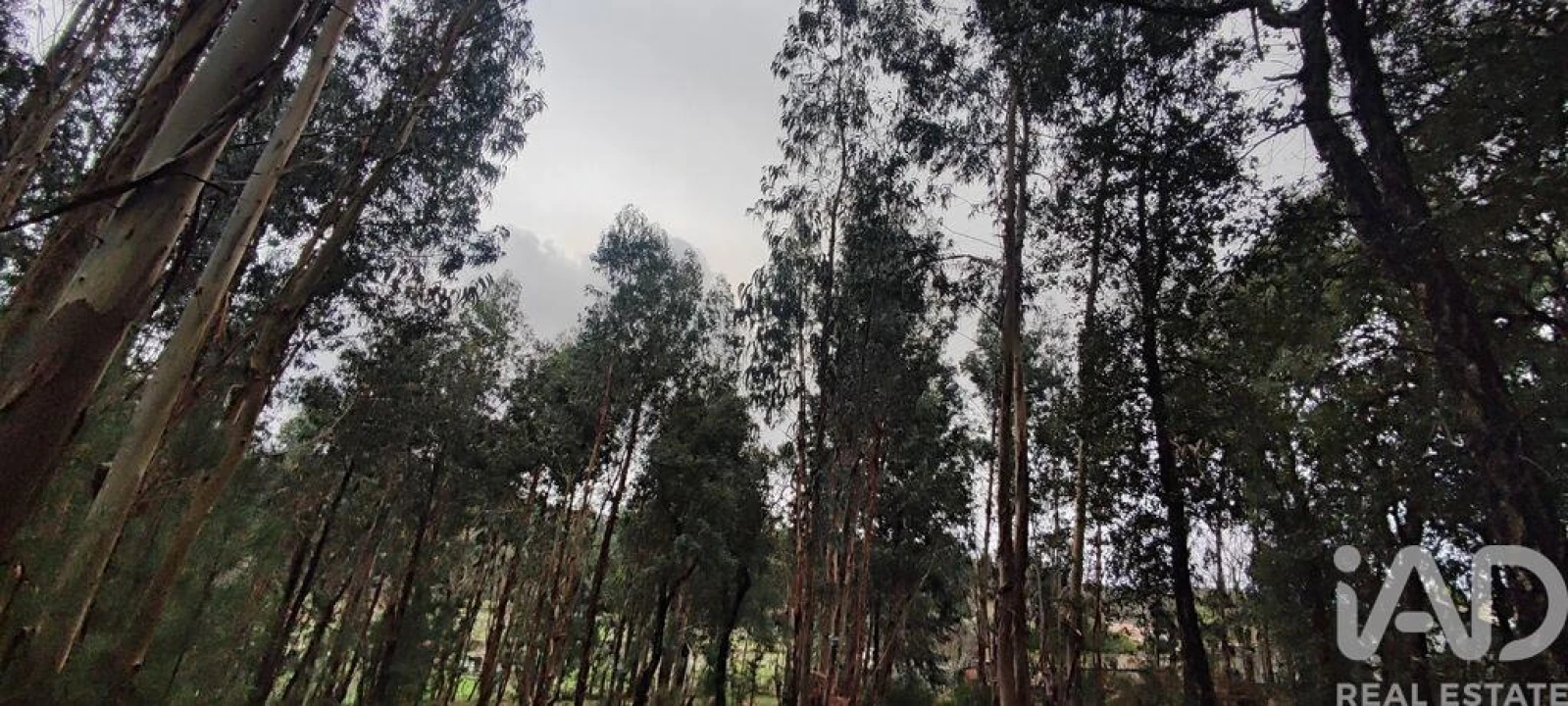 Terreno para Venda em Bela Foto 6