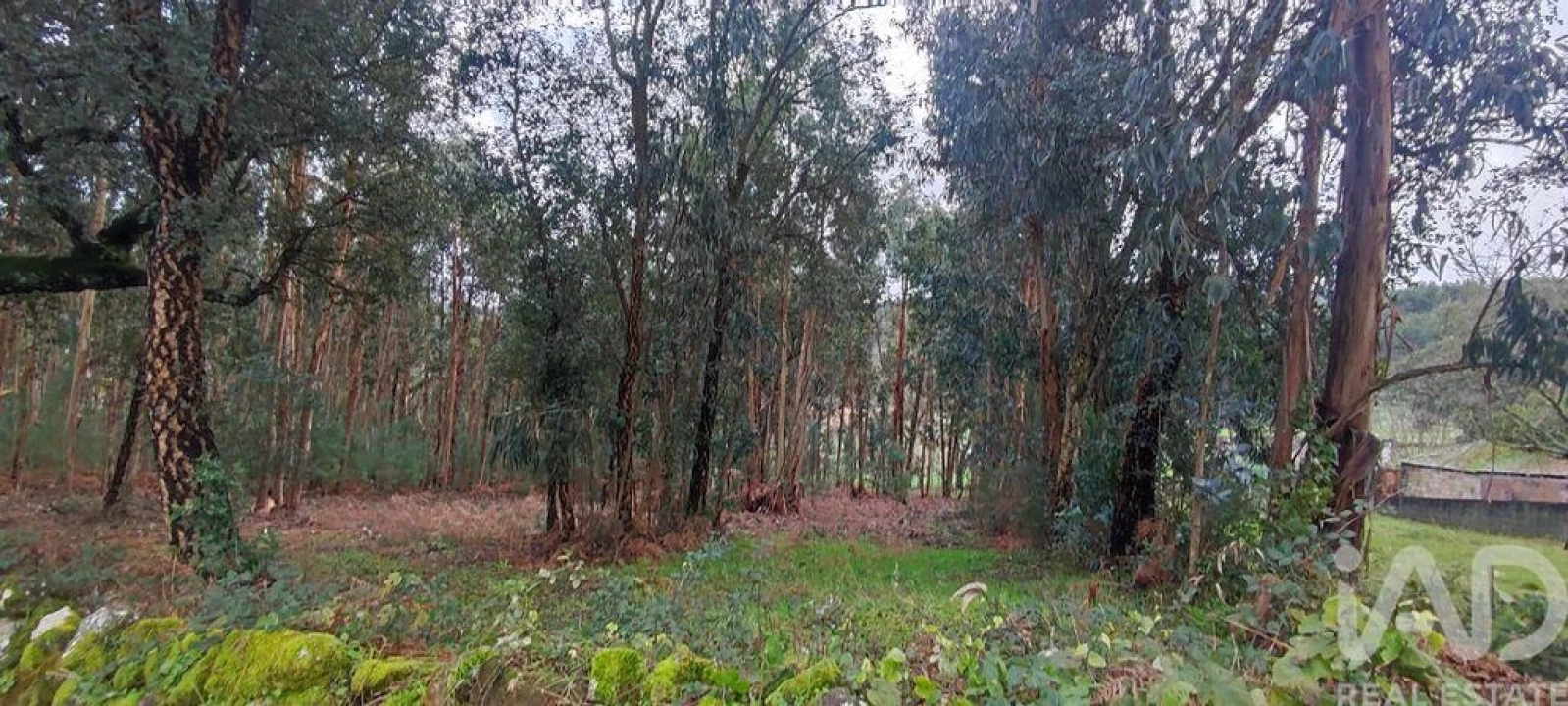 Terreno para Venda em Bela Foto 12