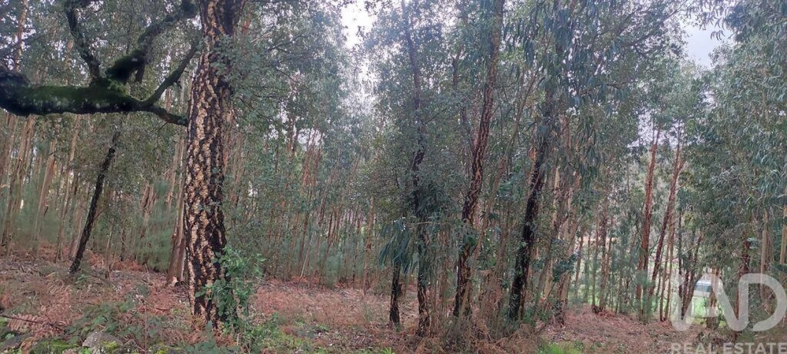 Terreno para Venda em Bela Foto 2
