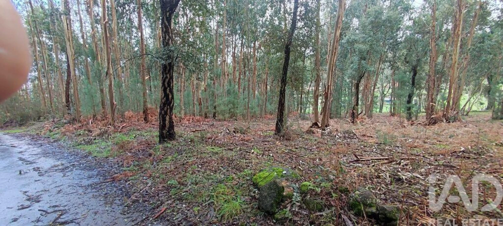 Terreno para Venda em Bela Foto 3