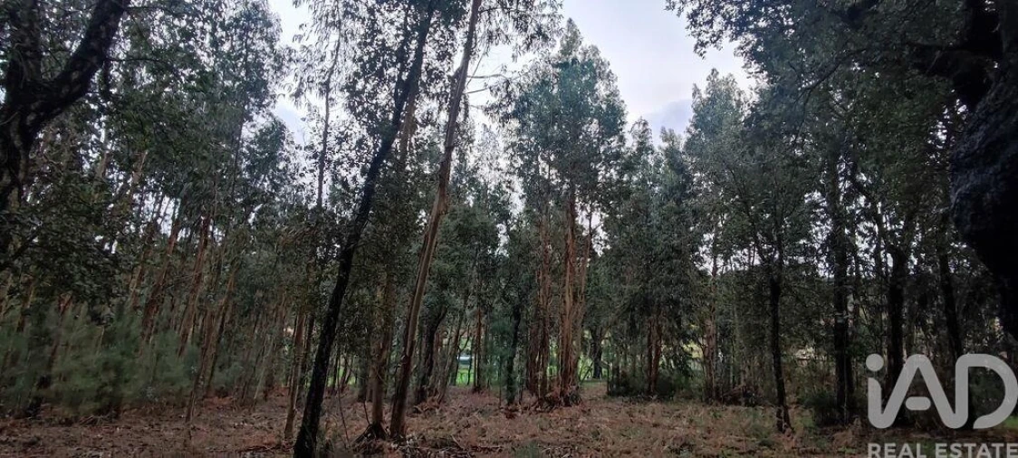 Terreno para Venda em Bela Foto 9