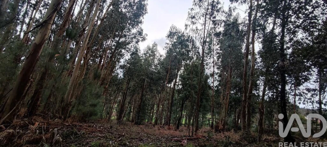 Terreno para Venda em Bela Foto 7