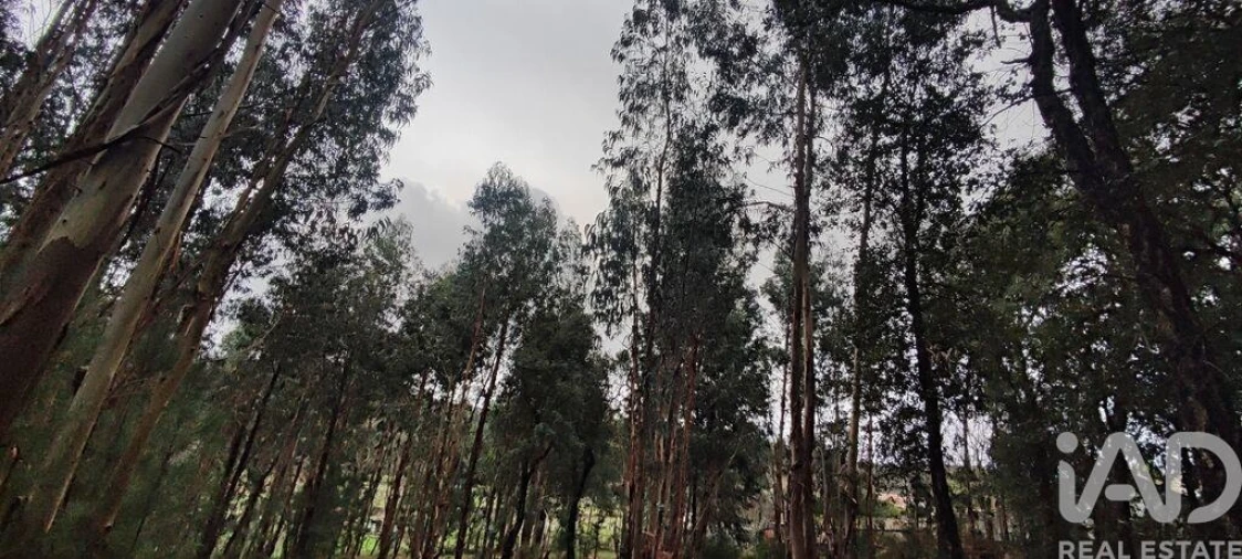 Terreno para Venda em Bela Foto 6