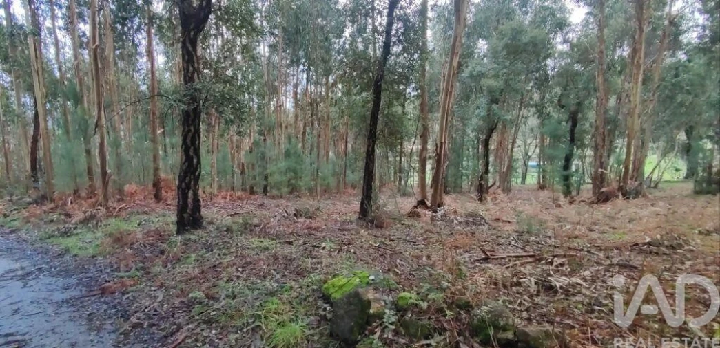 Terreno para Venda em Bela Foto 1