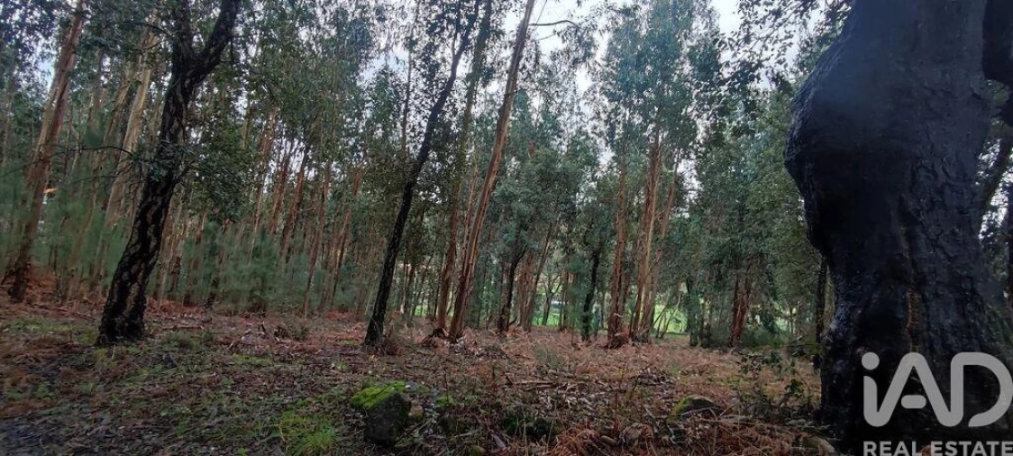 Terreno para Venda em Bela Foto 10