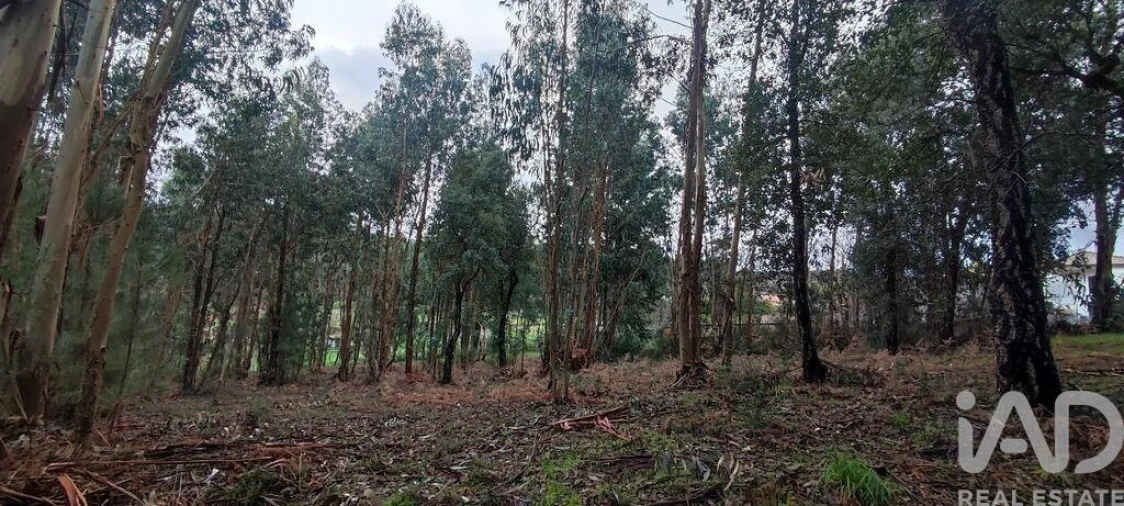 Terreno para Venda em Bela Foto 8