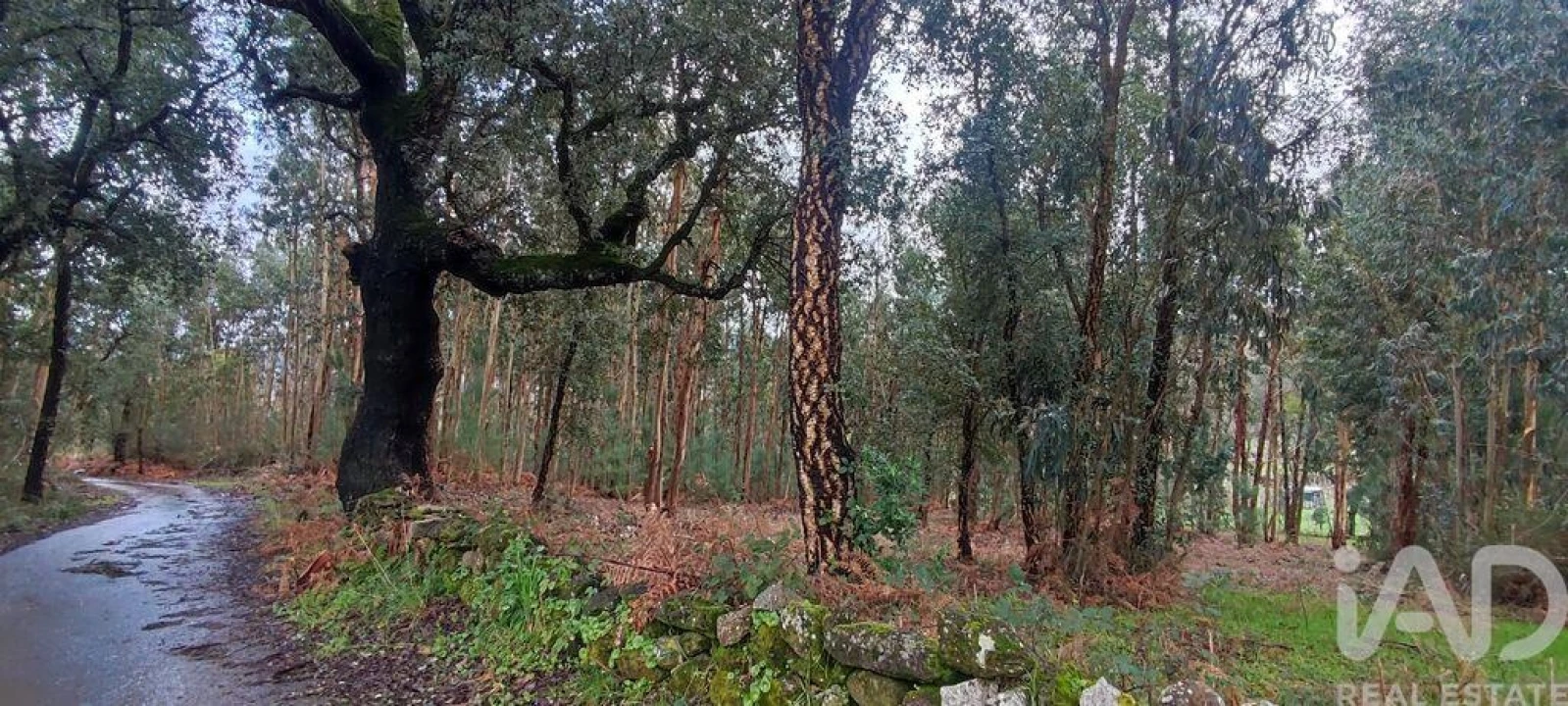 Terreno para Venda em Bela Foto 11