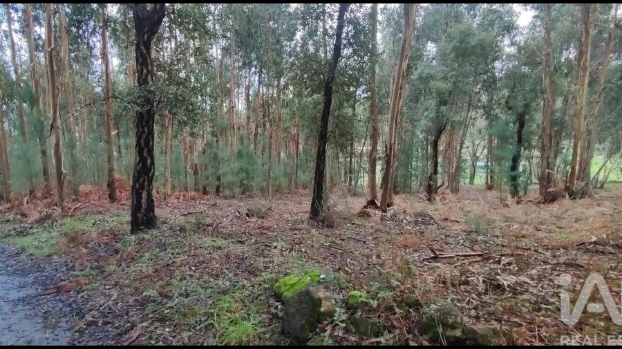 Terreno para Venda em Bela
