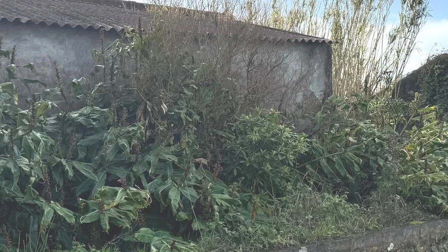 Moradia T2 para Venda em Cedros