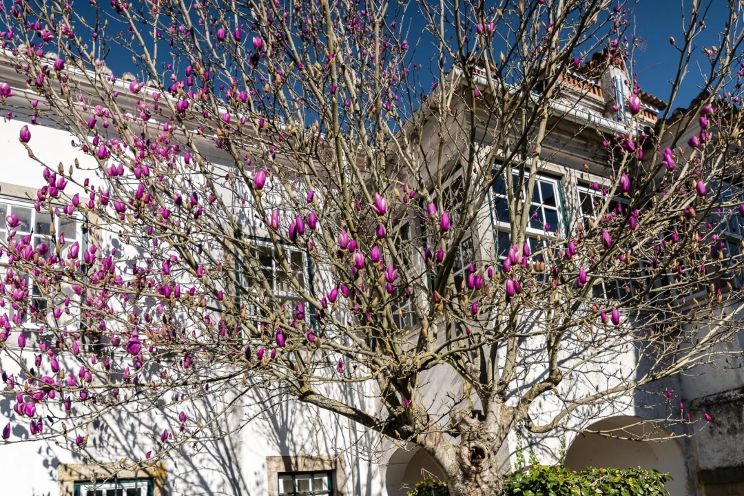 Quinta T6 para Venda em Chão de Couce Foto 5