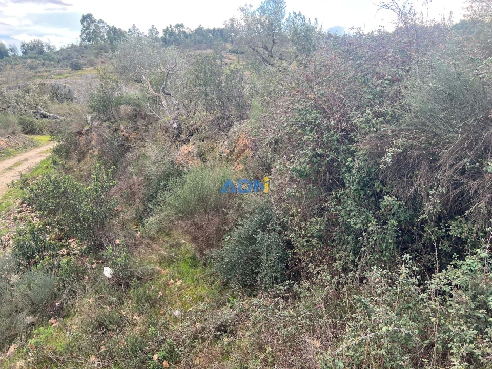Terreno para Venda em Castelo Branco Foto 15
