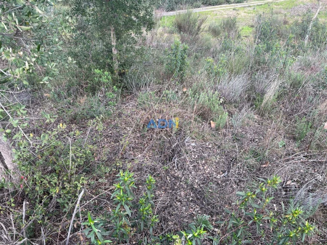 Terreno para Venda em Castelo Branco Foto 11