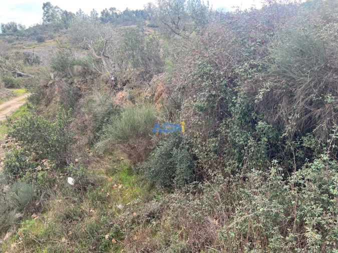 Terreno para Venda em Castelo Branco Foto 14
