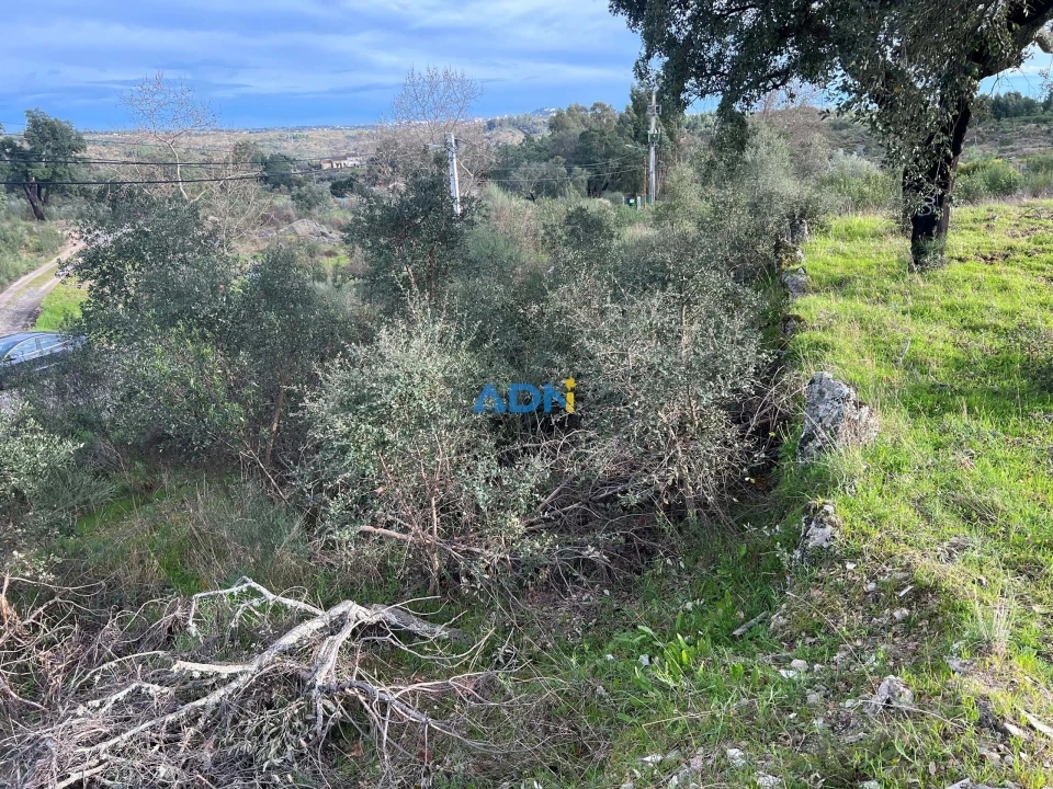Terreno para Venda em Castelo Branco Foto 3