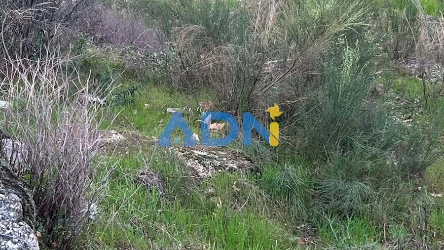 Terreno para Venda em Castelo Branco