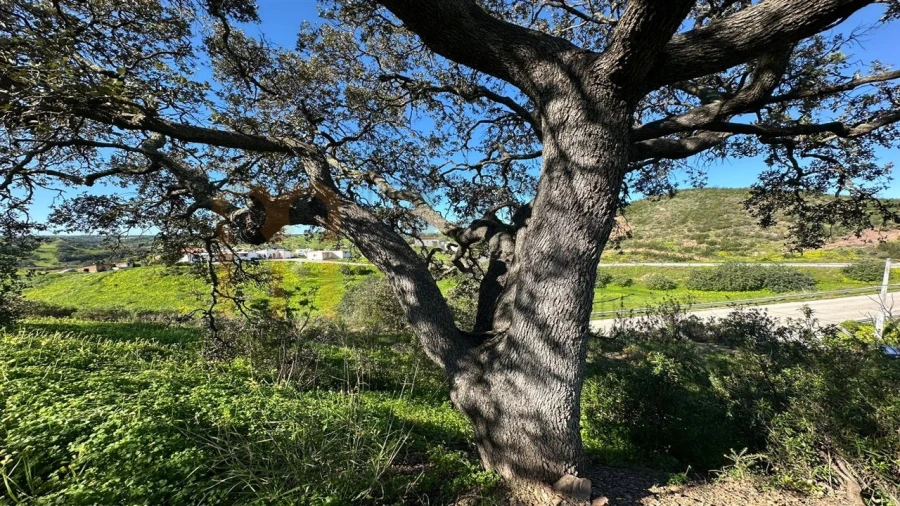 Quinta para Venda em Castro Marim Foto 27