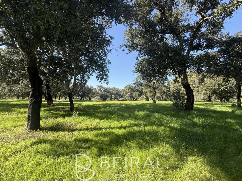 Terreno para Venda em Santo Estêvão Foto 14