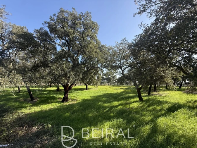 Terreno para Venda em Santo Estêvão Foto 16