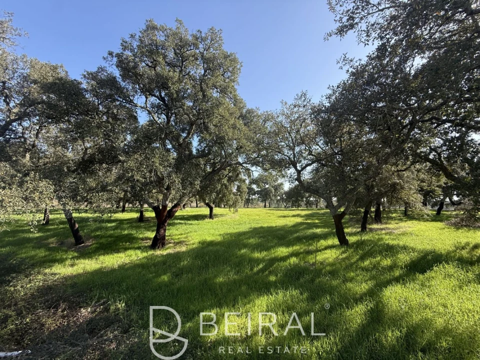Terreno para Venda em Santo Estêvão Foto 16