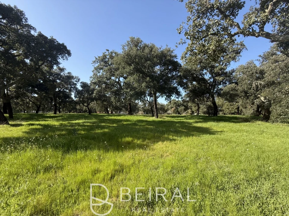 Terreno para Venda em Santo Estêvão Foto 11