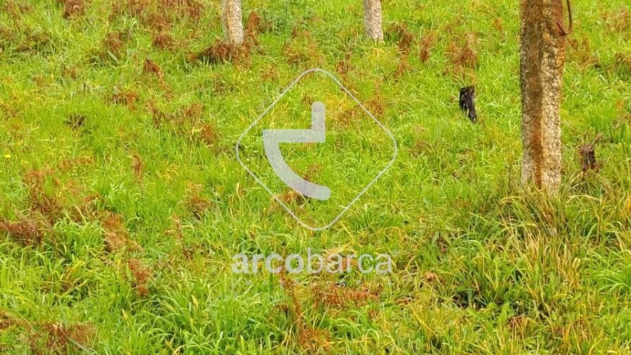 Terreno para Venda em Ganfei