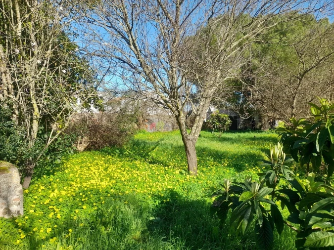 Terreno para Venda em Pedrogão Foto 11