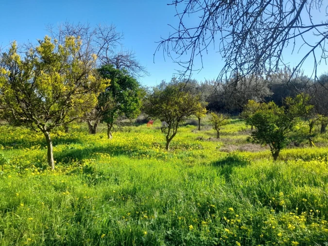 Terreno para Venda em Pedrogão Foto 10