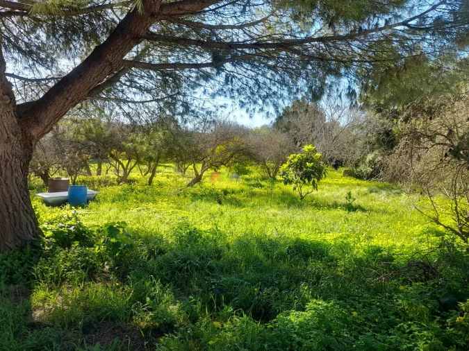 Terreno para Venda em Pedrogão Foto 3