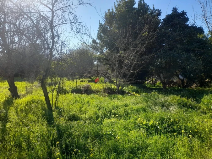 Terreno para Venda em Pedrogão Foto 9