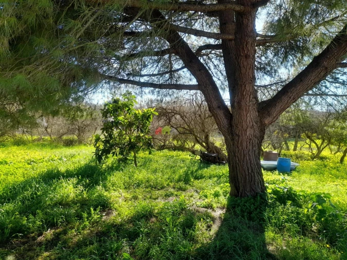Terreno para Venda em Pedrogão Foto 4