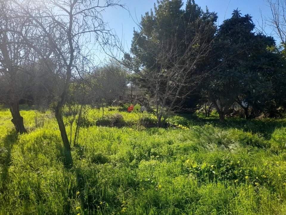Terreno para Venda em Pedrogão Foto 9