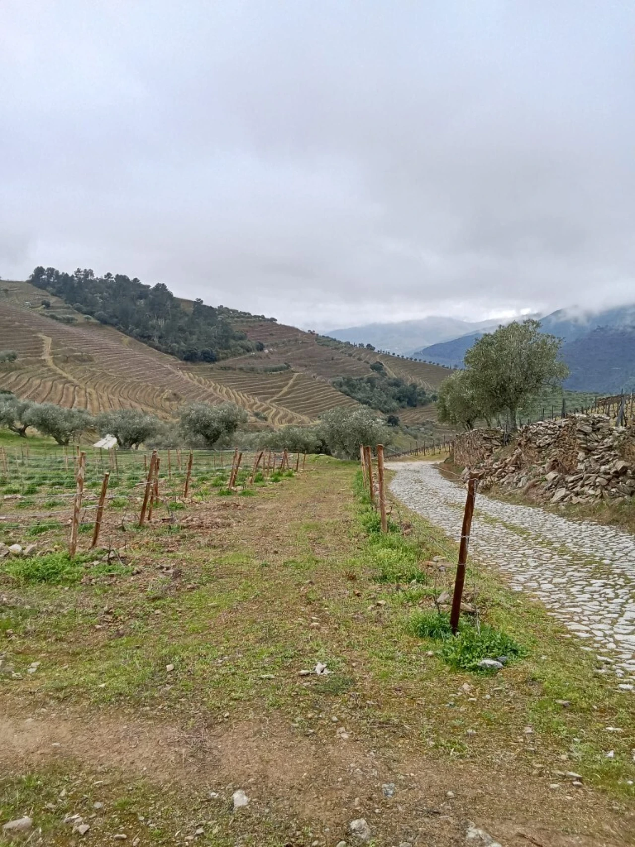 Terreno para Venda em Soutelo do Douro Foto 3