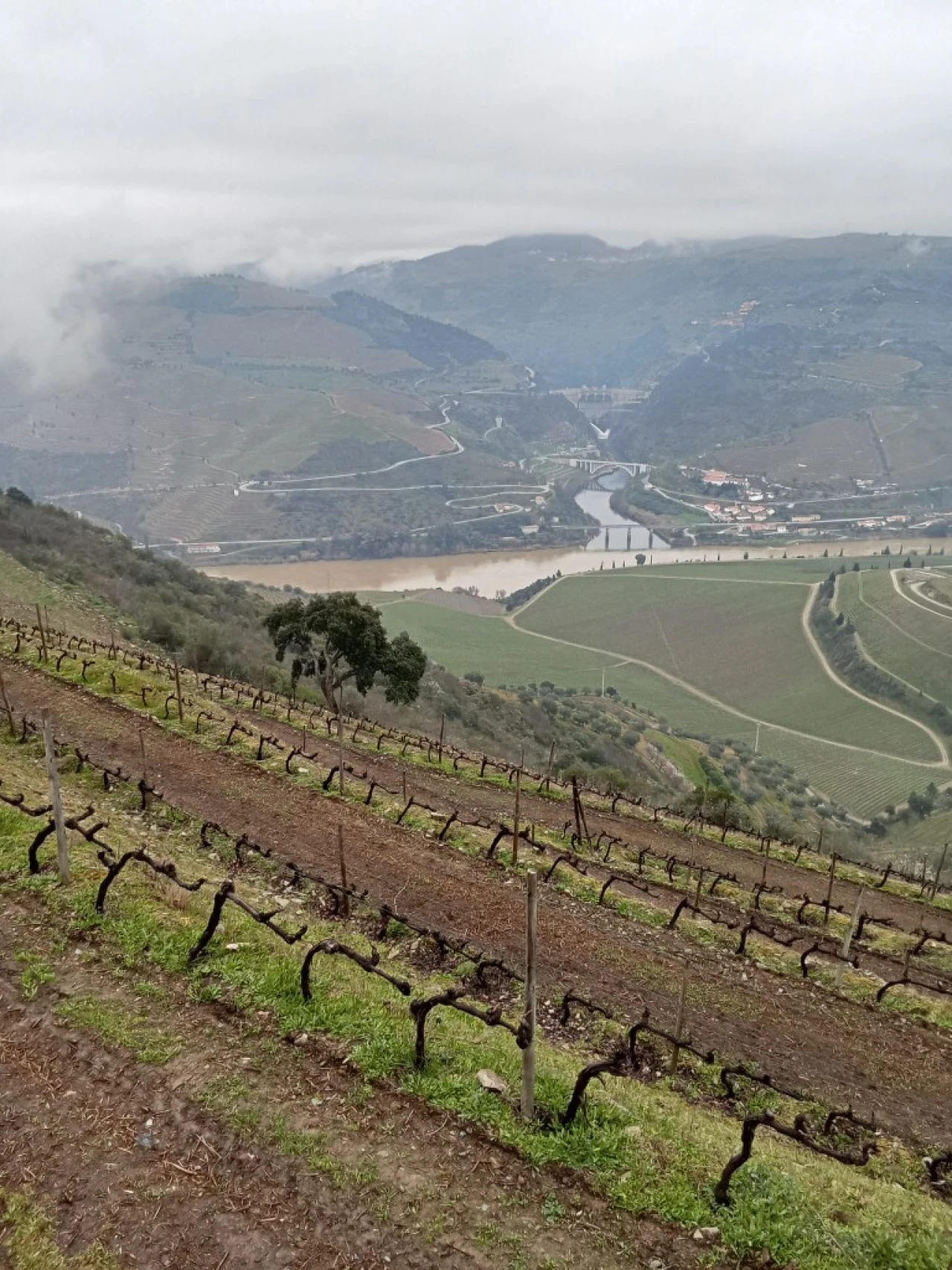 Terreno para Venda em Soutelo do Douro Foto 6