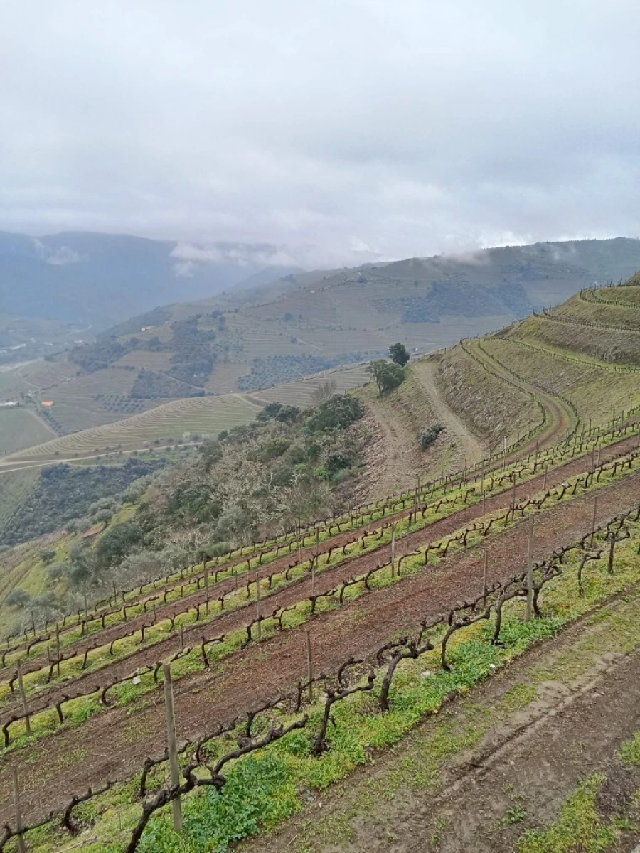Terreno para Venda em Soutelo do Douro Foto 4