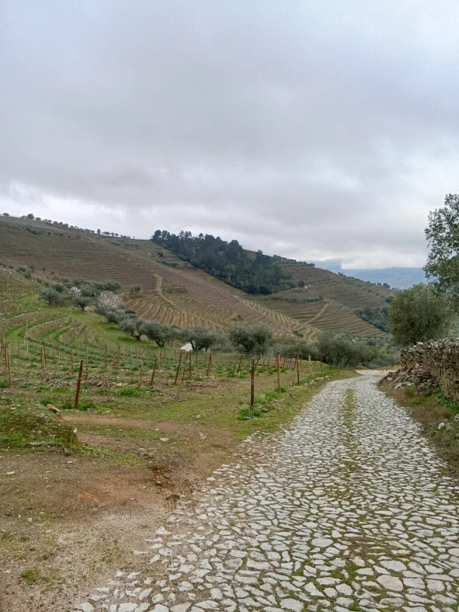Terreno para Venda em Soutelo do Douro Foto 8