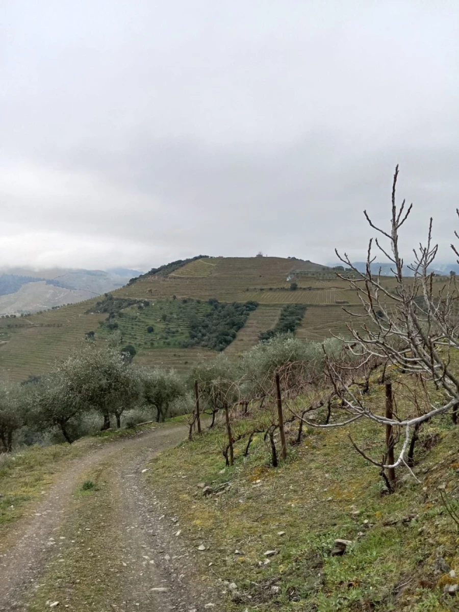 Terreno para Venda em Soutelo do Douro Foto 9