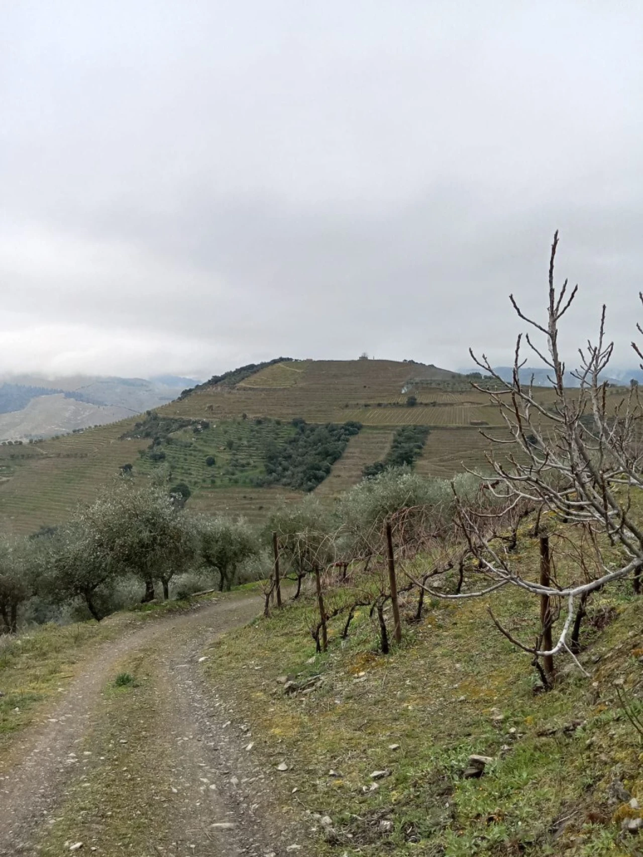 Terreno para Venda em Soutelo do Douro Foto 9
