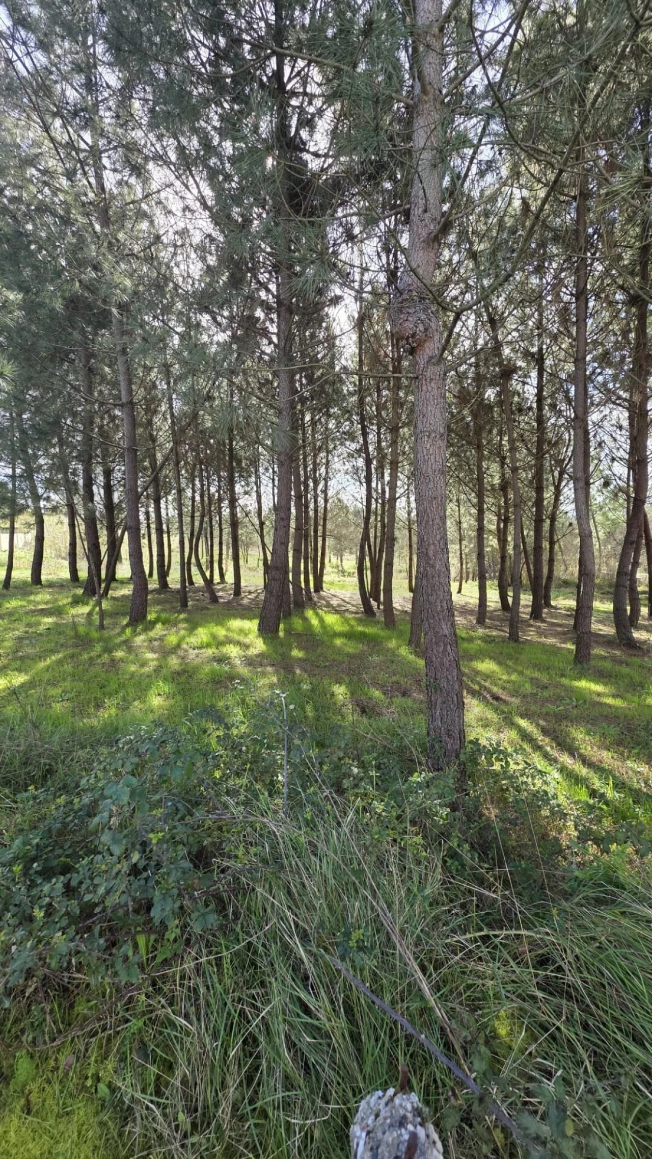 Terreno para Venda em Oliveira do Bairro Foto 4