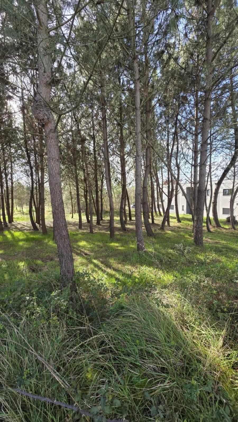 Terreno para Venda em Oliveira do Bairro Foto 2