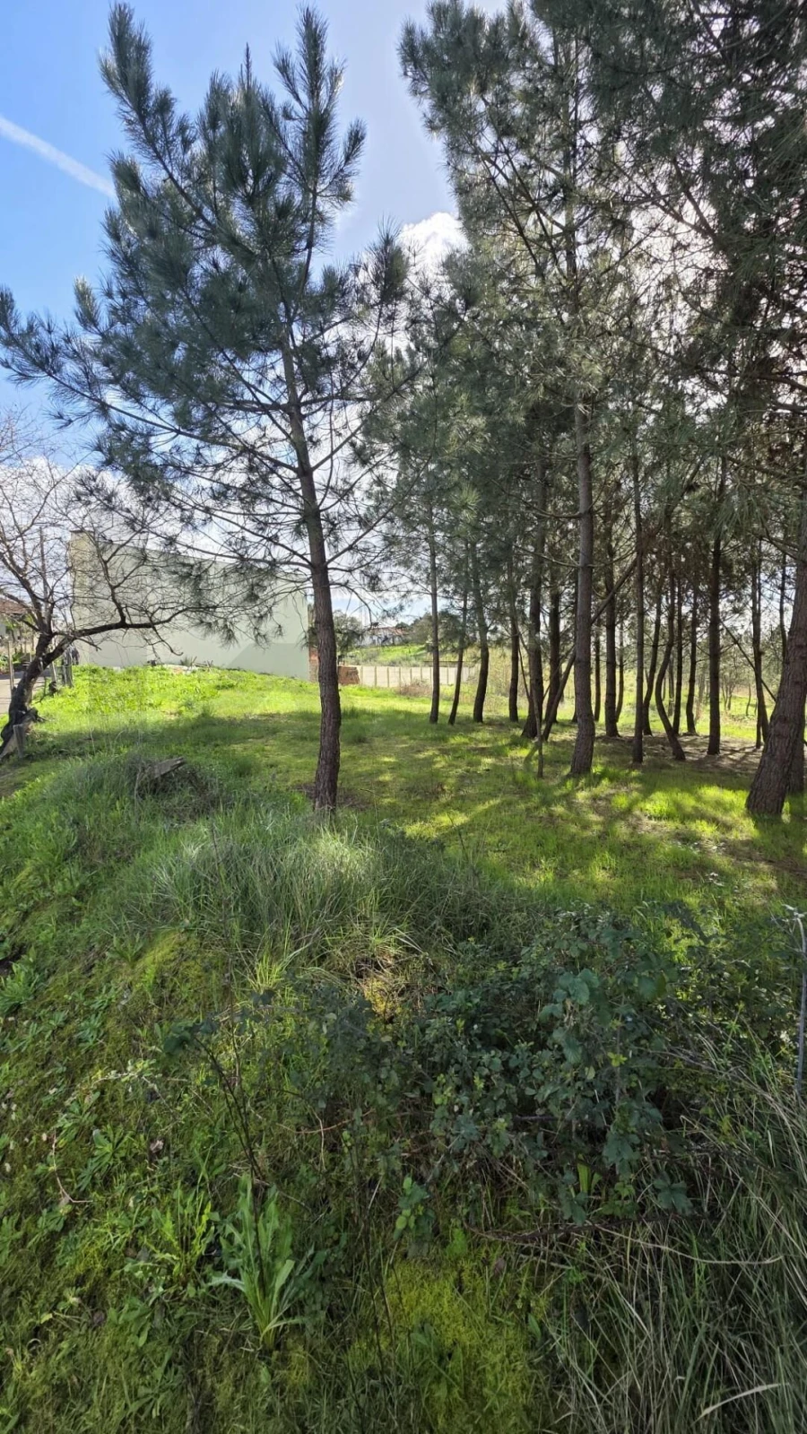 Terreno para Venda em Oliveira do Bairro Foto 3